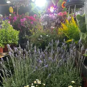 Lavanda chica