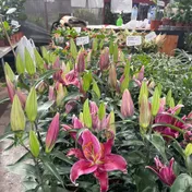 Lilium