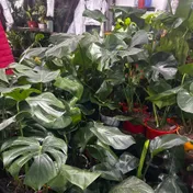 Monstera / Costilla de Adán