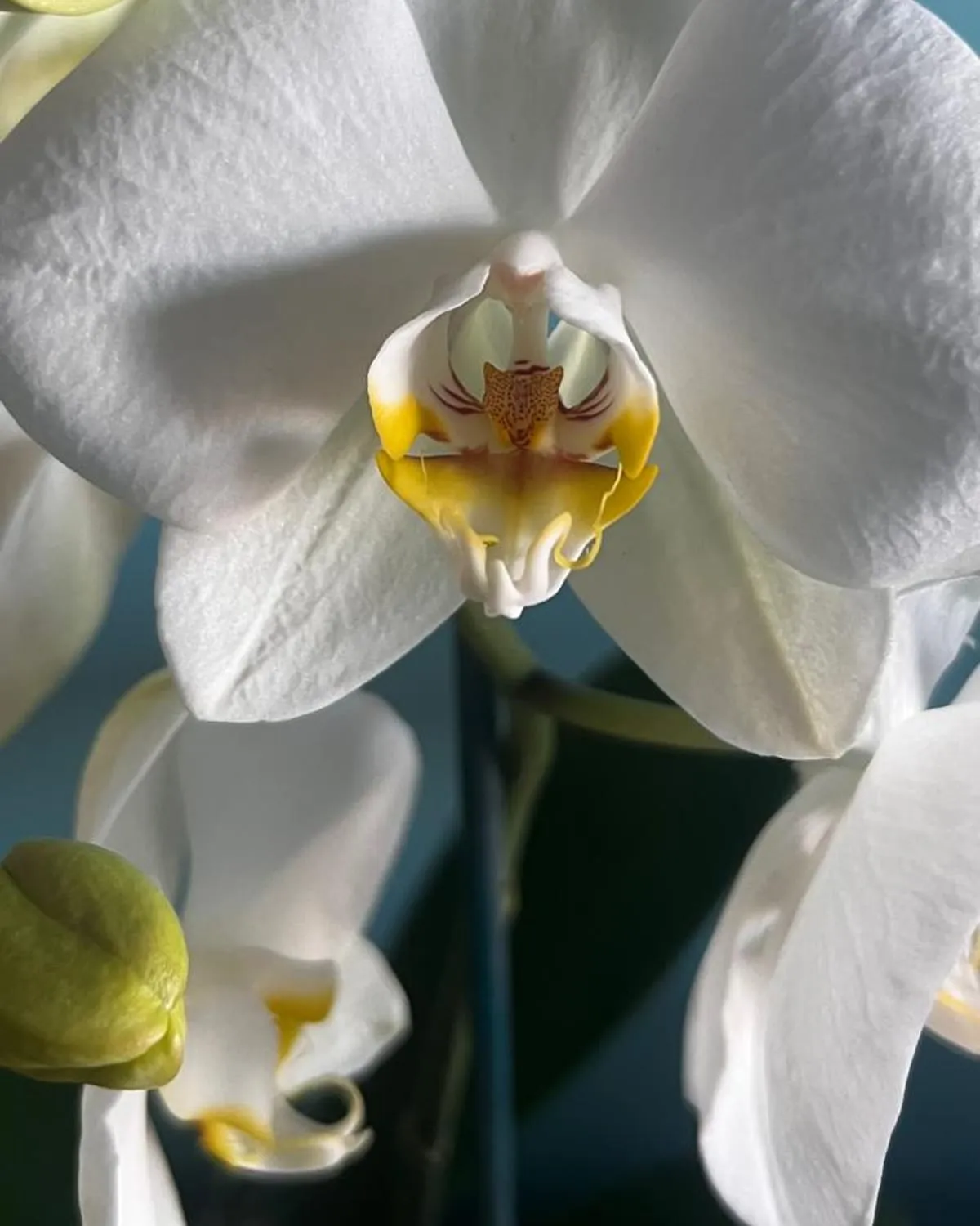 Orquídea blanca