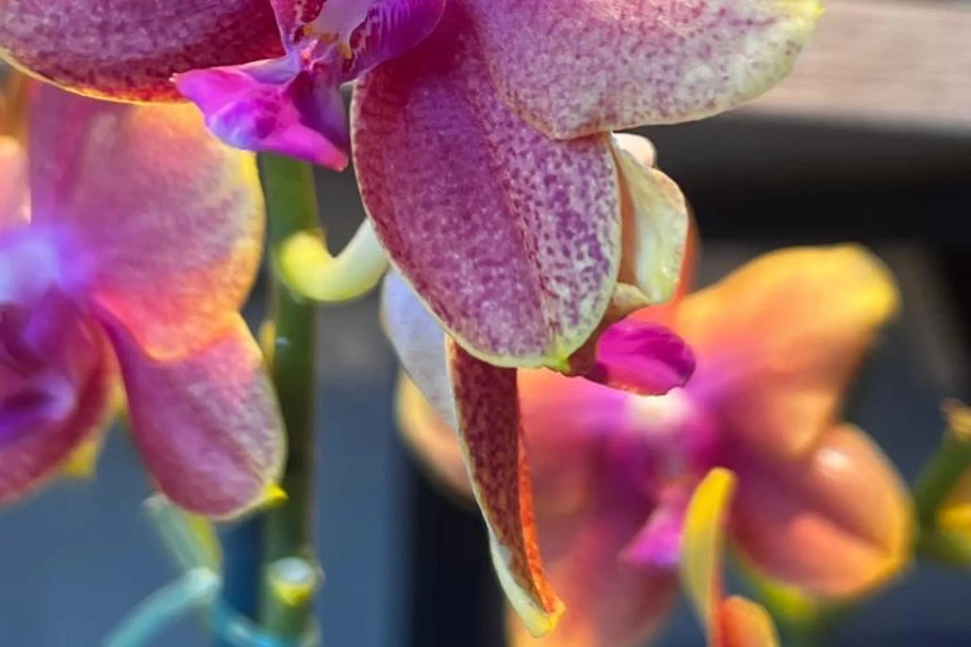 Orquídeas fucsias y naranjas en flor