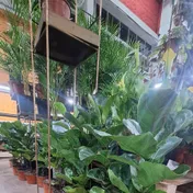 Pandurata