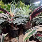 Stromanthe tricolor